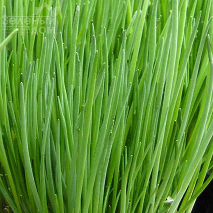 Старо F1 / Staro F1 фото 1