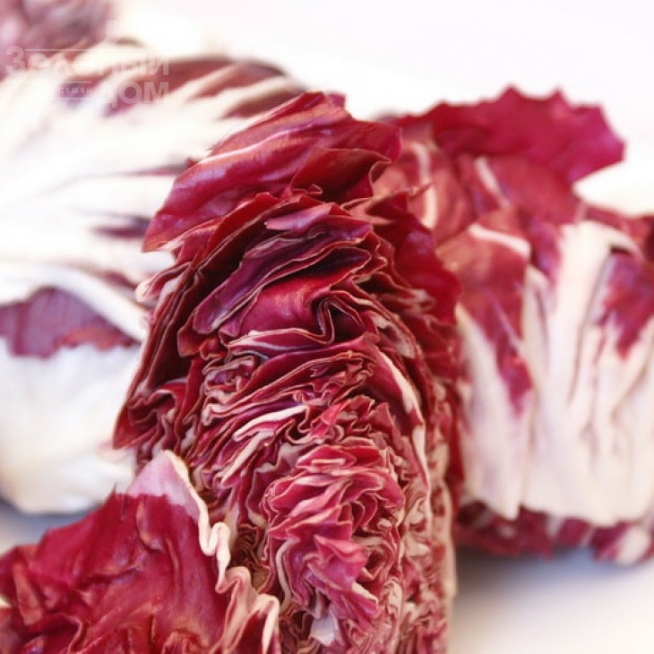 ІндІго / Indigo,68 днів фото 2