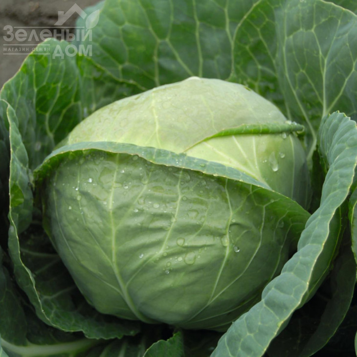 Катаріна F1 / Katarina F1,54 дні фото 1