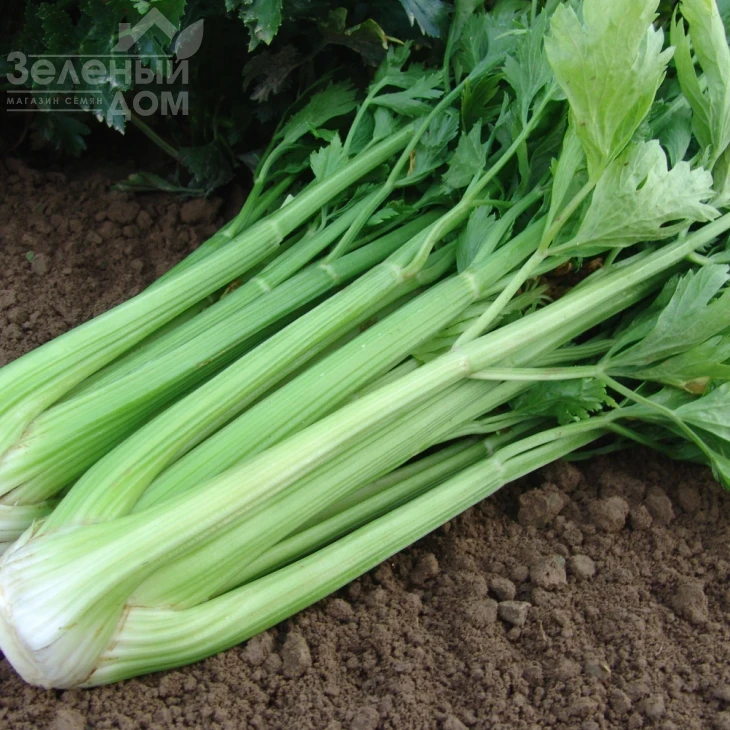 Малахит / Malakhit,80-90 дней фото 1