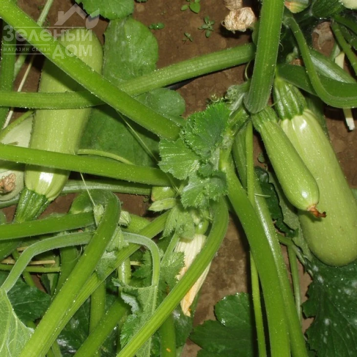 Алия F1 / Alija F1,40-45 дней фото 2