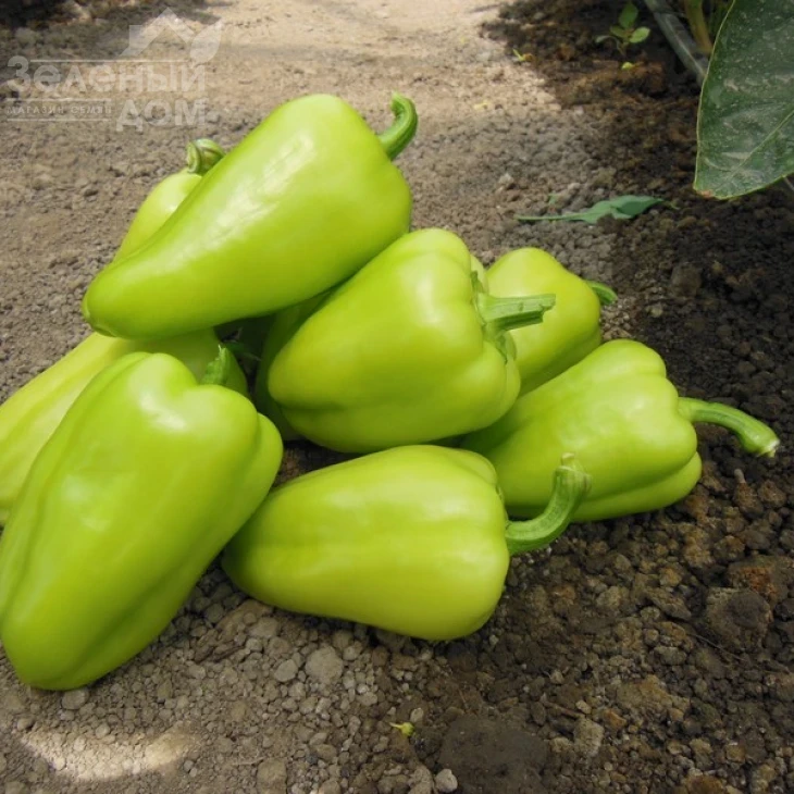 Амаретта F1 / Amaretta F1 фото 1