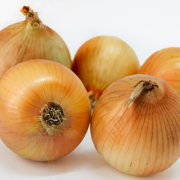 Шеба F1 / Sheba F1 фото 1