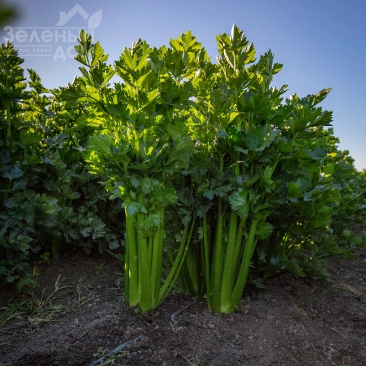 Келвин / Kelvin,140 дней фото 1