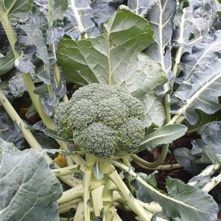 Стирлинг F1 / Styrlynh F1,78-80 дней фото 3