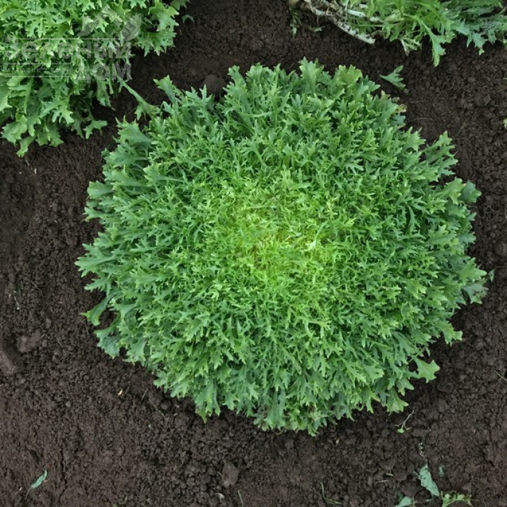 Бенефайн / Benefine,60-70 днів фото 4