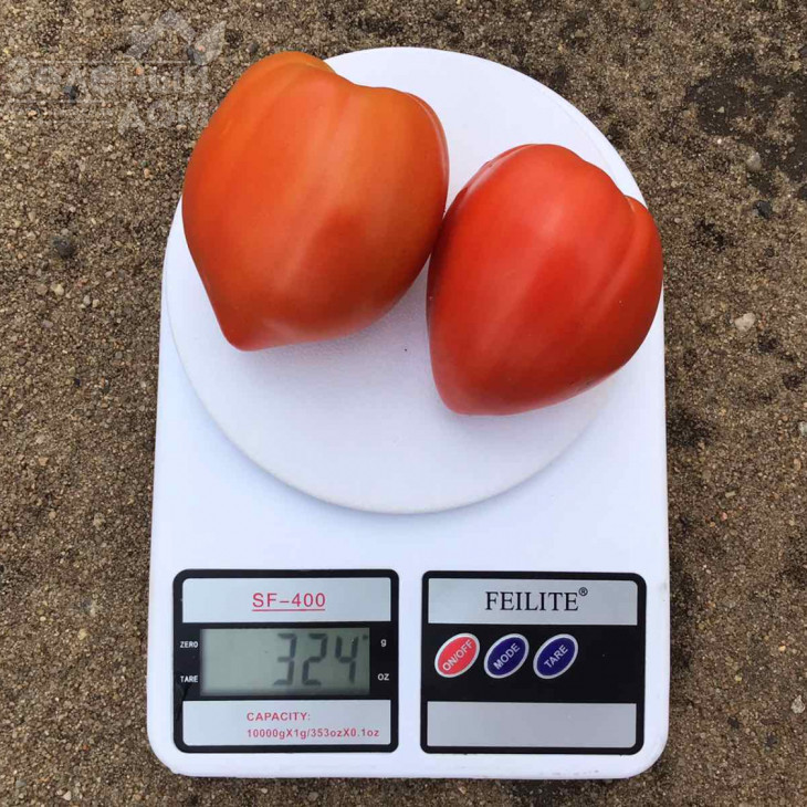 Массон F1 / Masson F1 фото 1