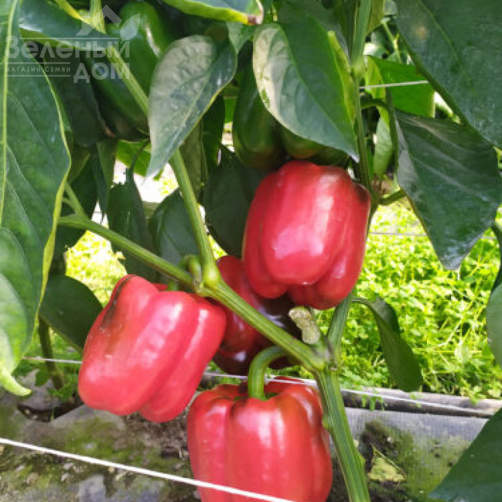 Аїда F1 / Aida F1, 60 днів фото 1