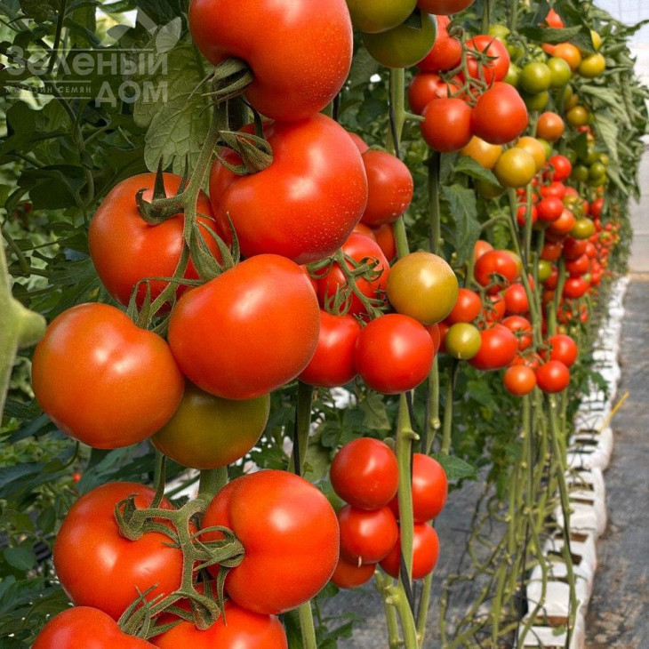 Буллз F1 / Bullz F1 фото 5