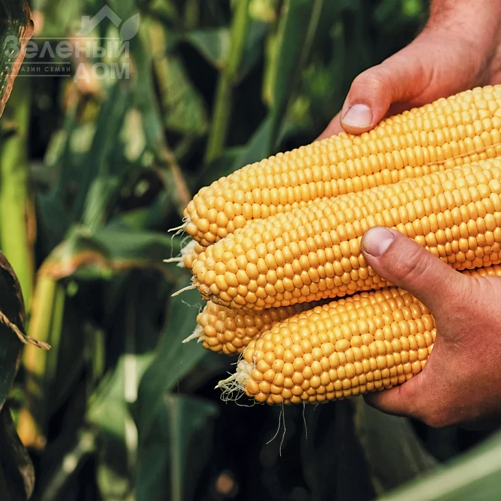 Тайсон F1 / Tyson F1,80 дней фото 4