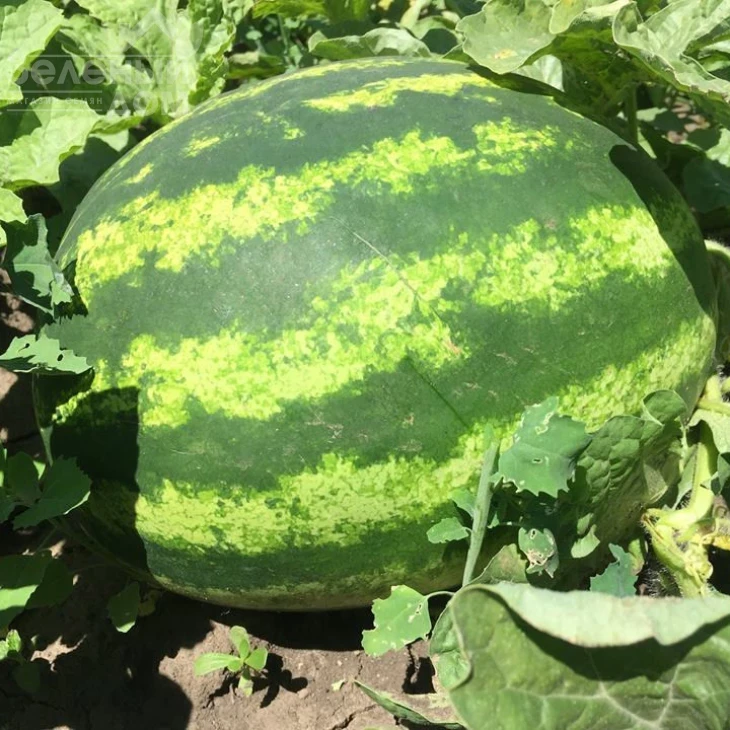 Биант (Шекер, Эркен) F1 / Biant F1,56-60 дней фото 1