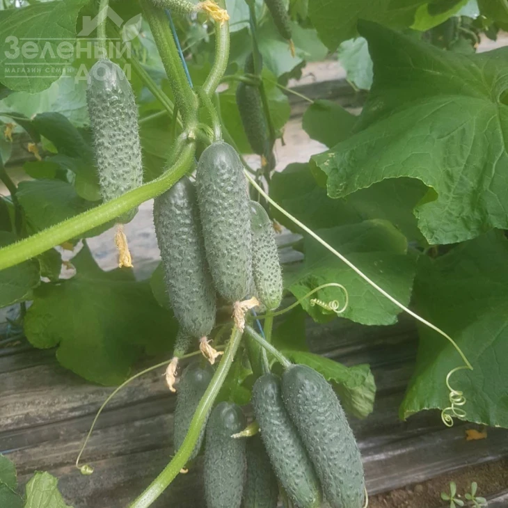 Кассиус F1 / Cassius F1,32-35 дней фото 2