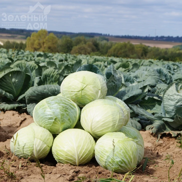 Ларсия F1 / Larsia F1 фото 1