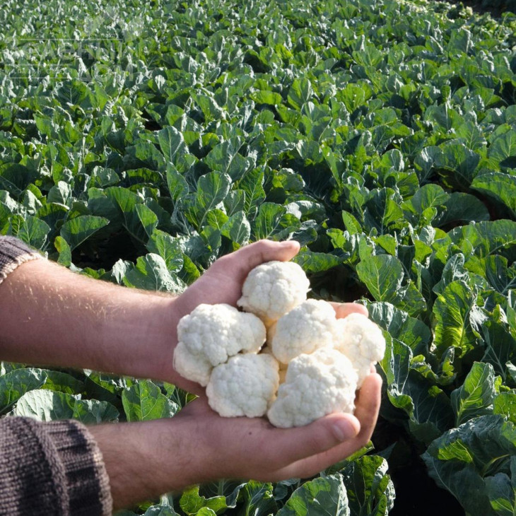 Альтаміра F1 / Altamira F1,86 днів фото 1