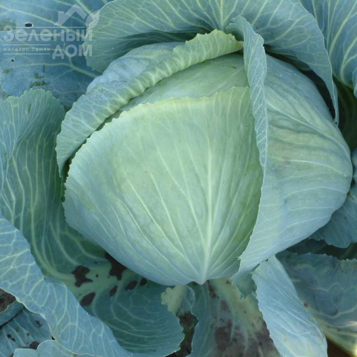 Анкома F1 / Ancoma F1,120-130 днів фото 3