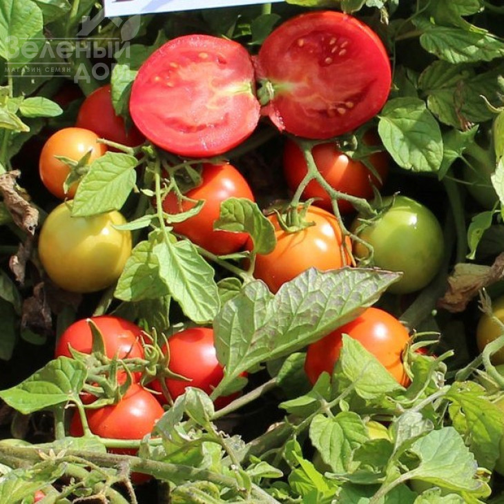 Даринка F1 / Darinka F1,90-95 днів фото 1