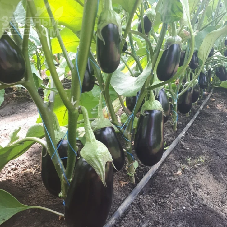 ЦРХ 50170 F1 / CRX 50170 F1 фото 2