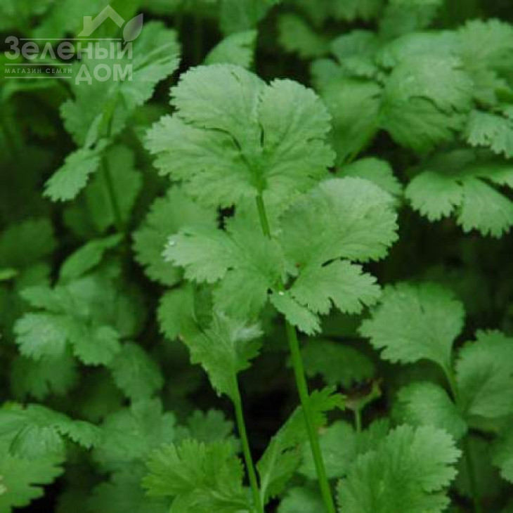 Санто F1 / Santo F1 фото 1