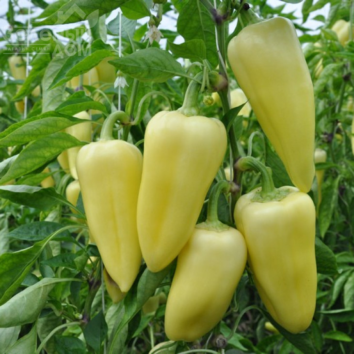 Сноувайт F1 / Snowwhite F1,58-62 дні фото 1