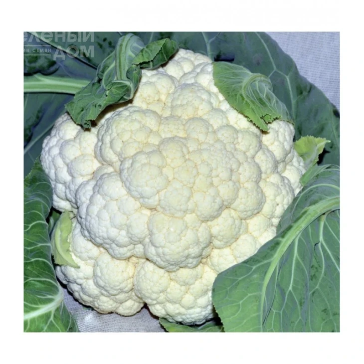 Бодилис F1 / Bodilis F1,95-110 дней фото 1