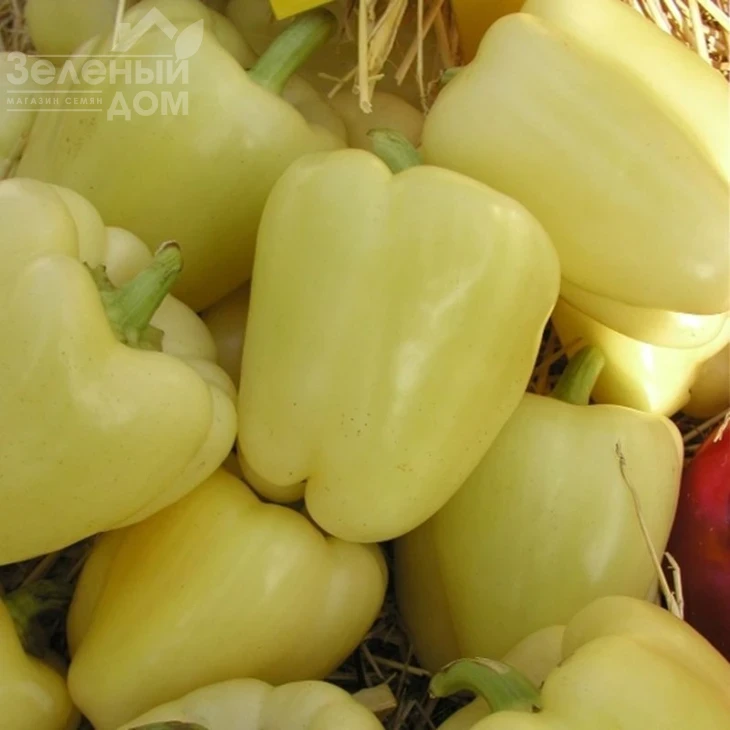 Квадри F1 / Kvadry F1,60-70 дней фото 1