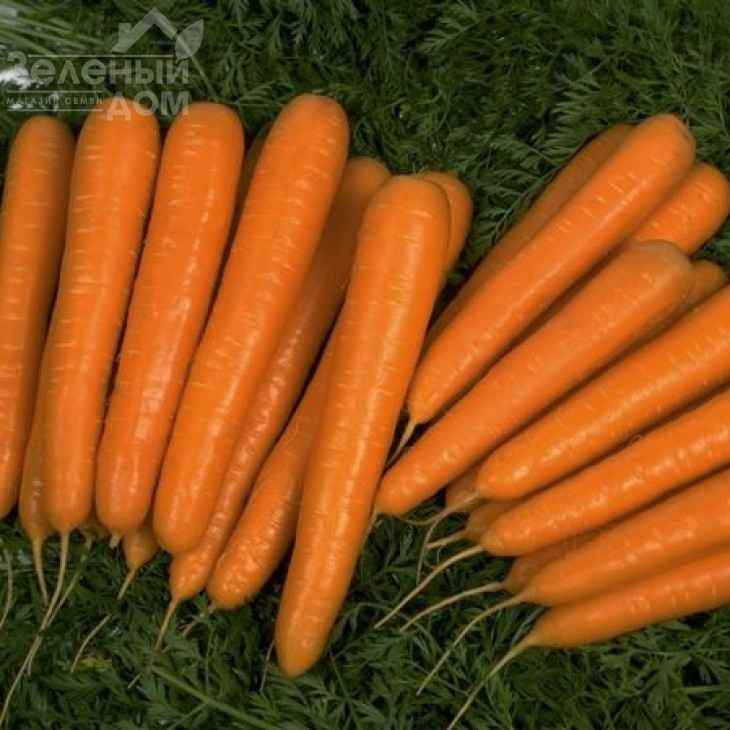 Аперкат F1 / Appercat F1,110 днів фото 1