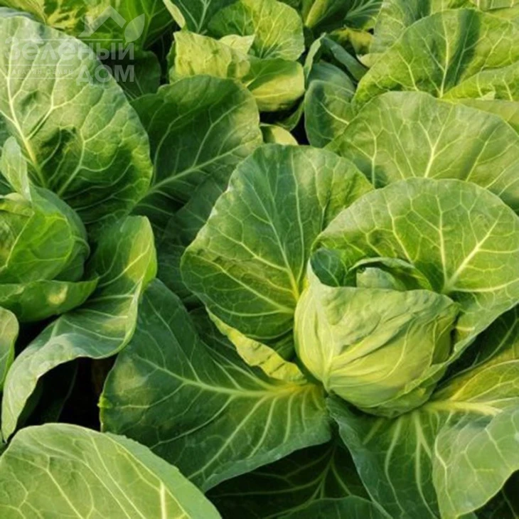 Росберг F1 / Rosberg F1, 47-50 дней фото 1