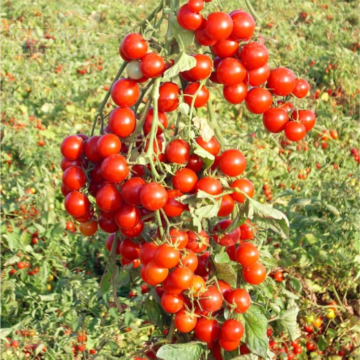 Стромболіно F1 / Strombolino F1,105-110 днів фото 1