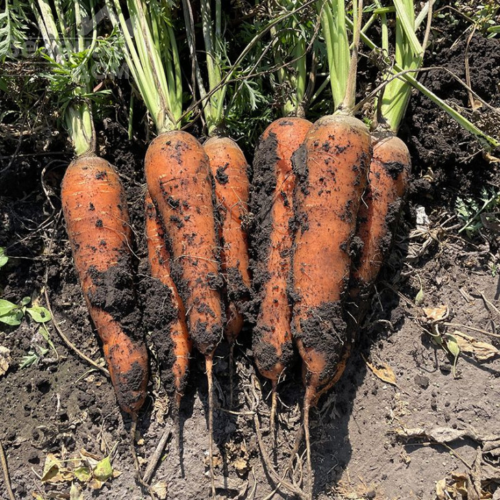 Ніндзя F1 / Ninja F1, 105 днів фото 2