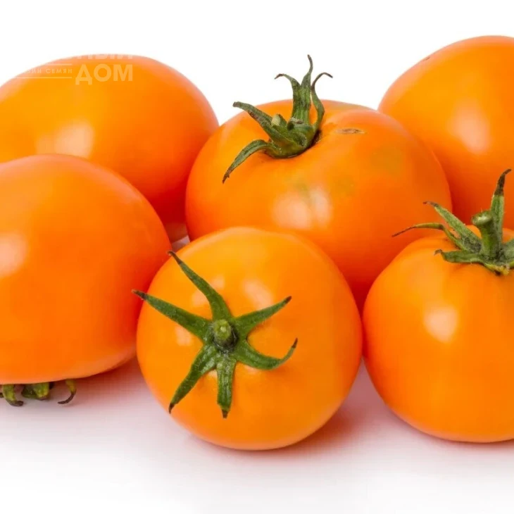 Оранж / Orange,100-110 дней фото 1