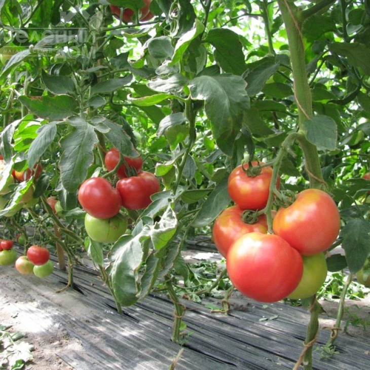 Фенда F1 / Fenda F1,60-65 дней фото 3