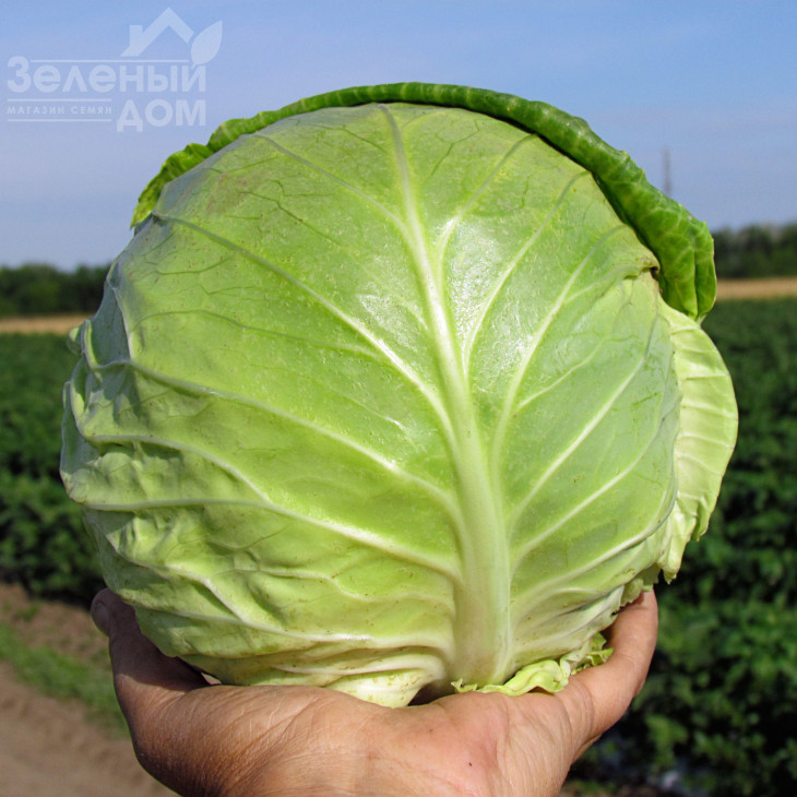 Аванте F1 / Avante F1,75-80 днів фото 2