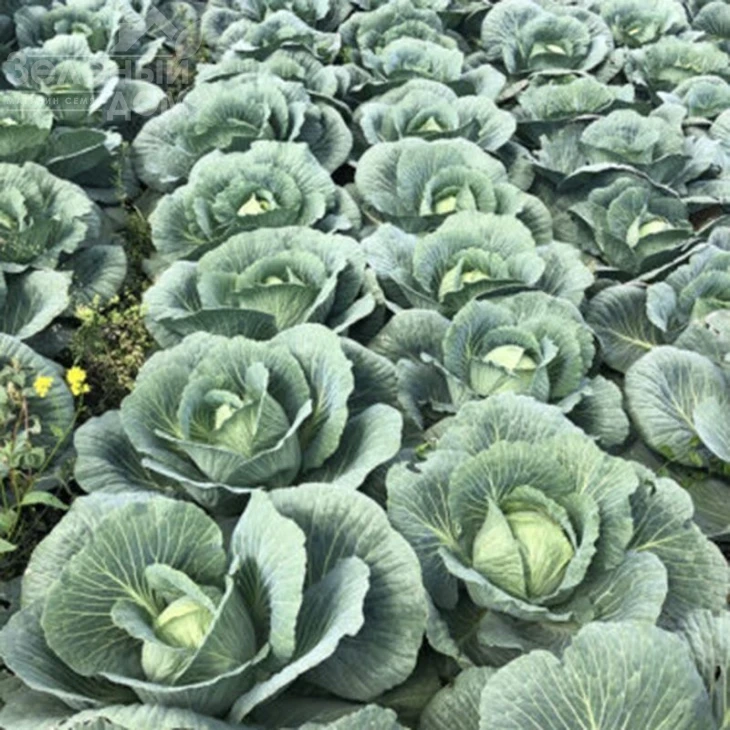 Кентукки F1 / Kentukky F1,80-85 дней фото 1