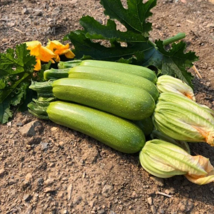 Император F1 / Imperator F1, 32-37 дней фото 1