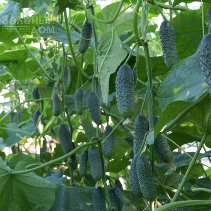 Дерія F1 / Derya F1,45 днів фото 3