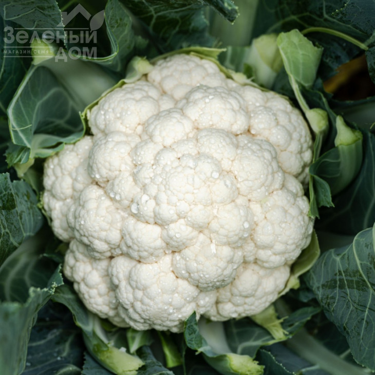 Електра F1 / Elektra F1, 78-82 дні фото 1