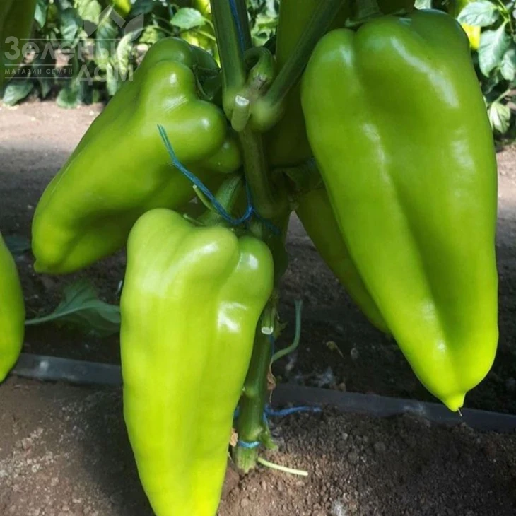 Ариадни F1 / Ariadni F1,65-70 дней фото 4