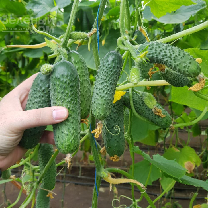 Мадрілен F1 / Madrilene F1, 40-42 дні фото 3