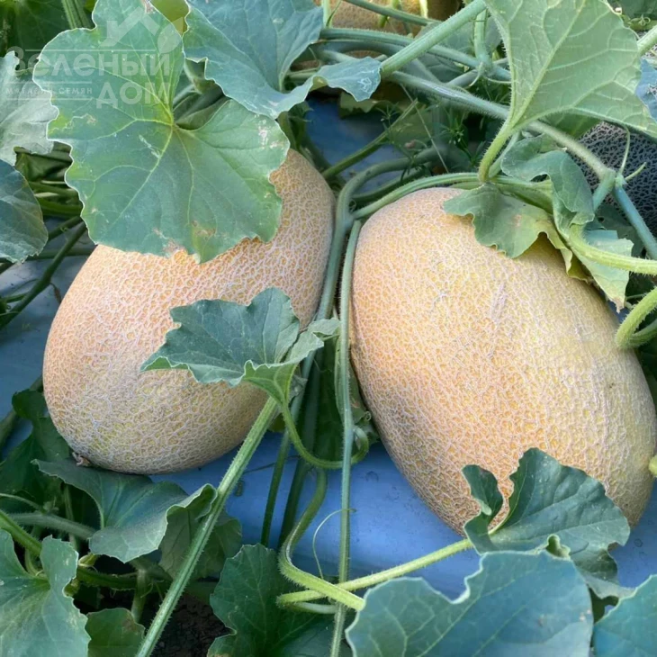 Дайана (INX 1097) F1 / Dayana (INX 1097) F1,62 дней фото 6