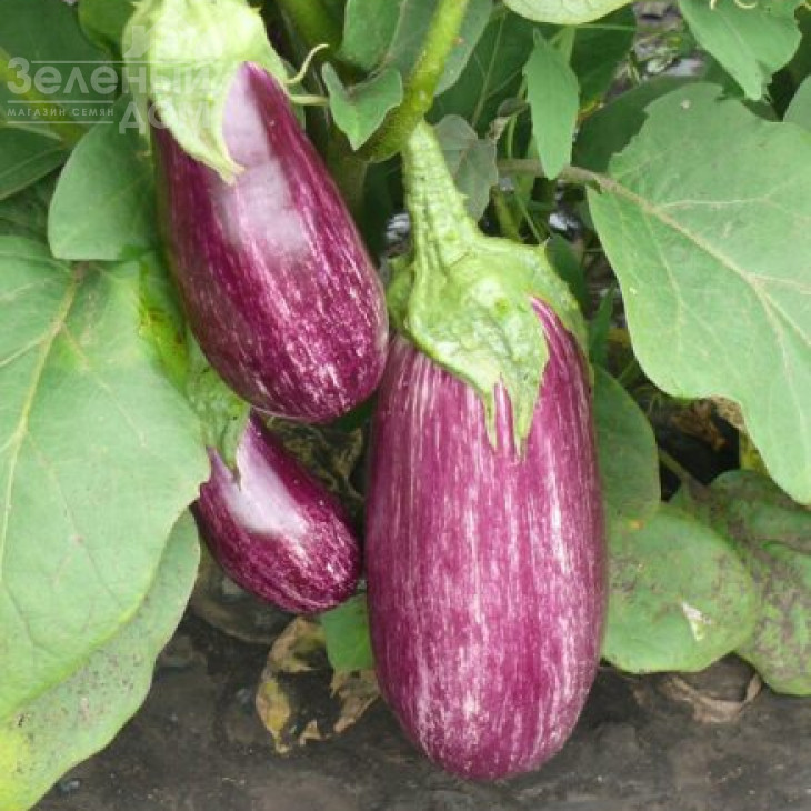 Ріко F1 / Riko F1,70 днів фото 1