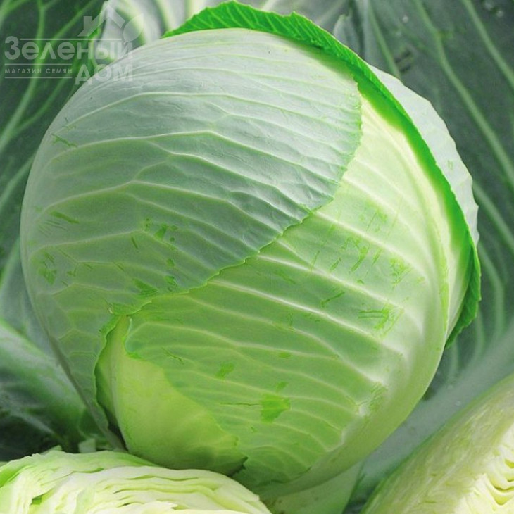 Кілатон F1 / Kilaton F1,130-135 днів фото 2