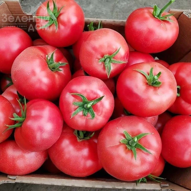 Мей Шуай F1 / Mei Shuai F1,105-110 дней фото 1