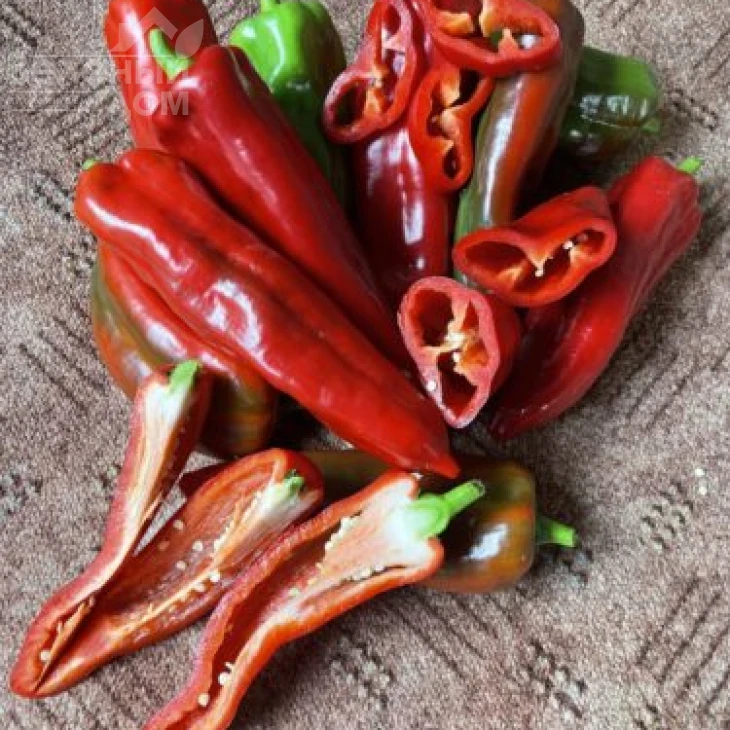 Коник F1 / Konik F1, 60 дней фото 1