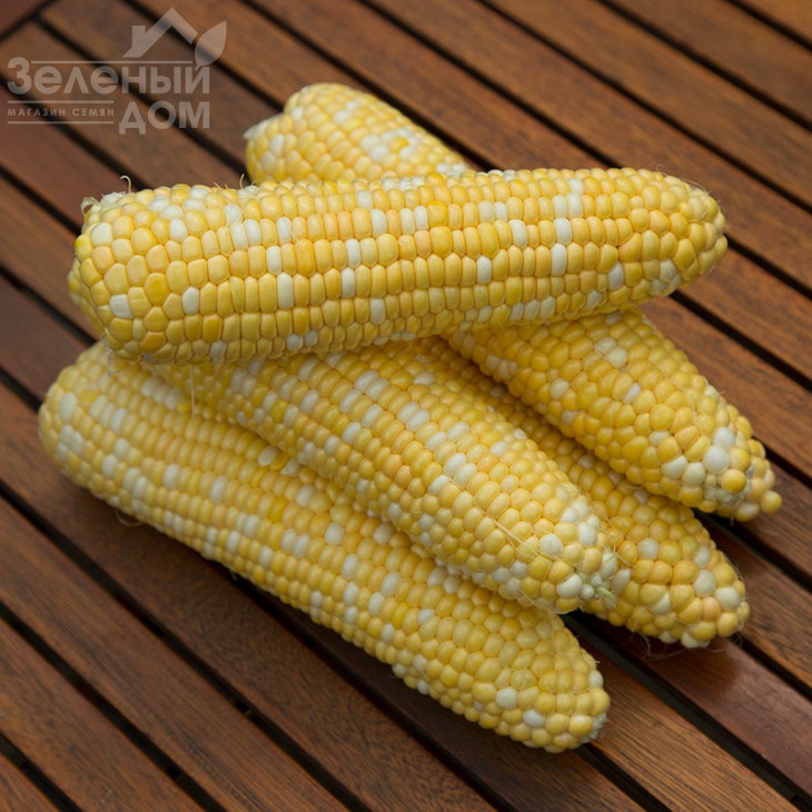 Ракель F1 / Rakel F1,72-73 дні фото 3