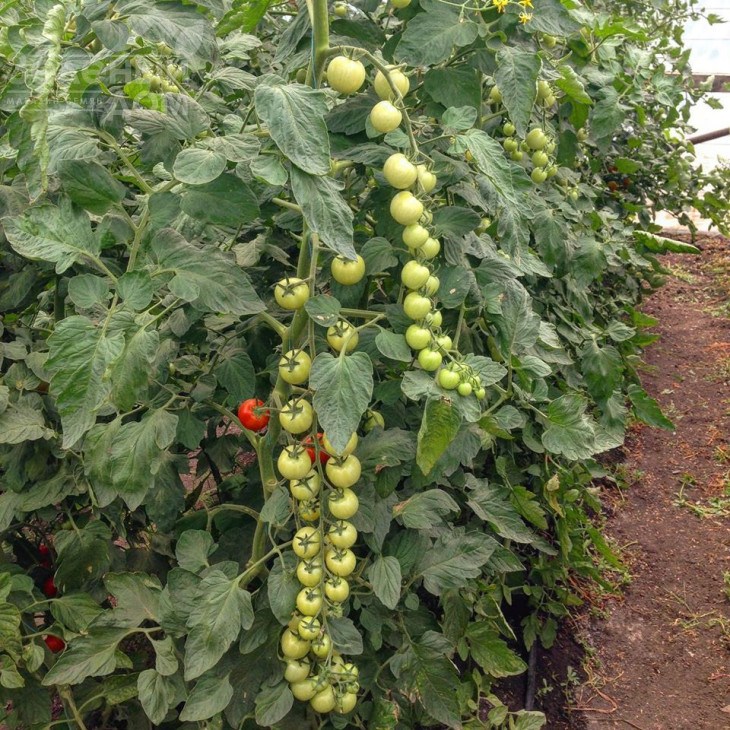 Блейз F1 (1617) / Bleyz F1 (1617) ,95 днів фото 3