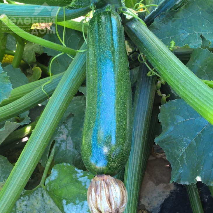 Лейла F1 / Leila F1 фото 1