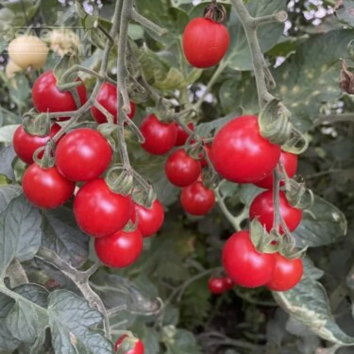 Денвер F1 / Denver F1, 95 дней фото 1