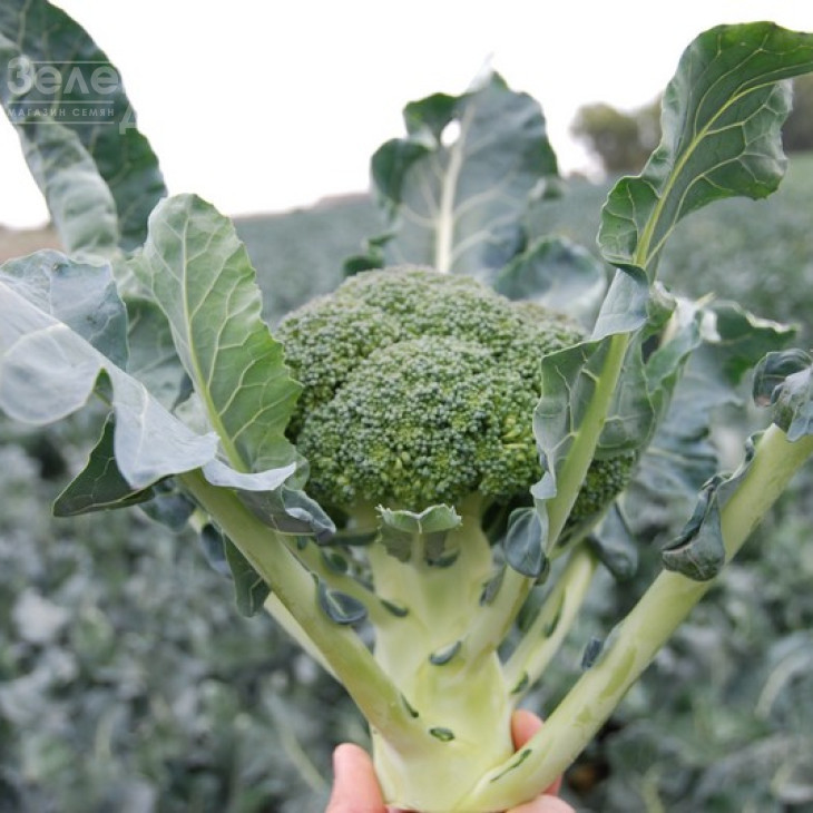 Корос F1 / Koros F1,55-65 днів фото 5