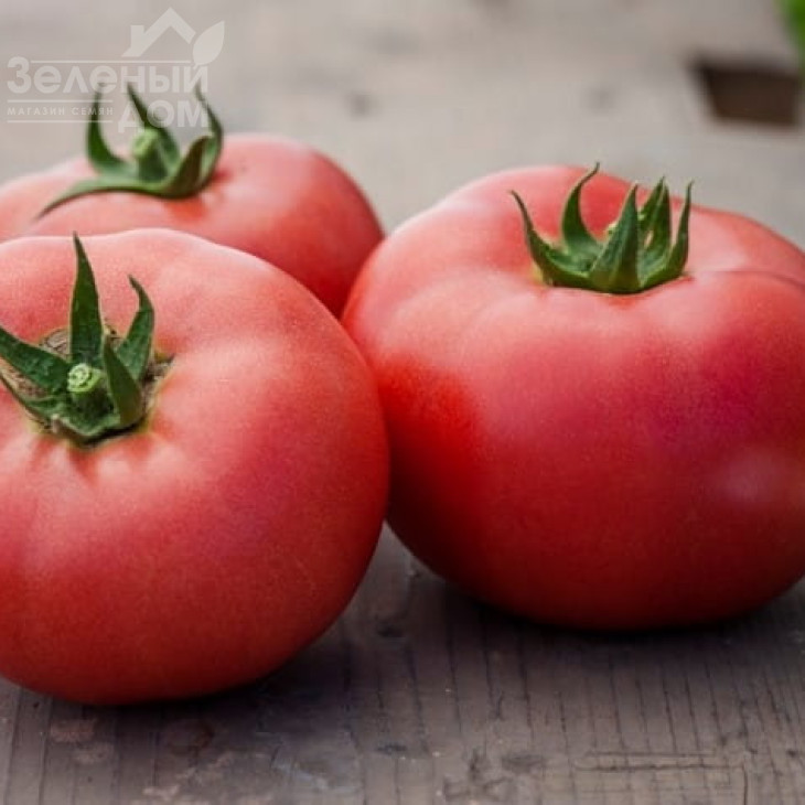 Мамстон F1 / Mamston F1,58-60 днів фото 4