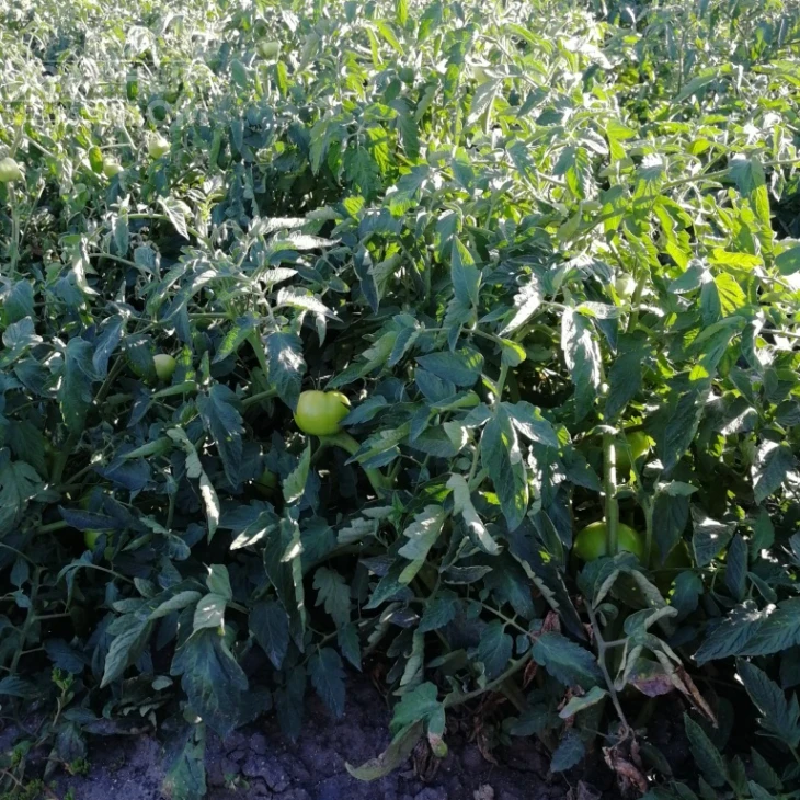 Ред Булл F1 / Red Bull F1 фото 2